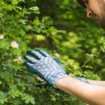 How to Choose the Right Pruning Services for Commercial Property?