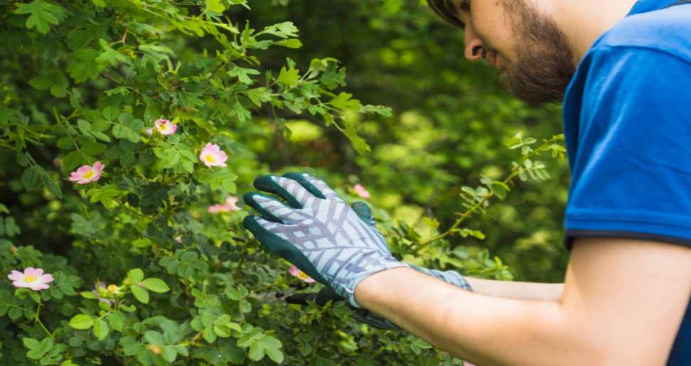 How to Choose the Right Pruning Services for Commercial Property?